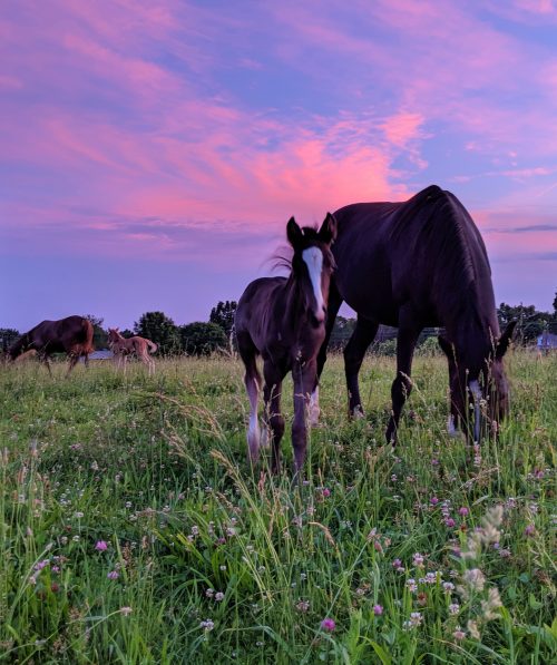 Mares and foals. Photo credit Melissa Walters