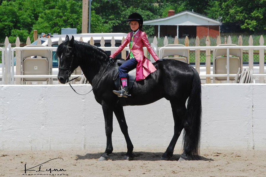 Rocky Mountain Horse Association Rockbridge Horse Show